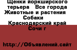 Щенки йоркширского терьера - Все города Животные и растения » Собаки   . Краснодарский край,Сочи г.